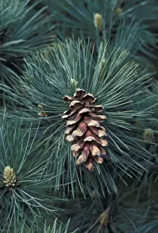 Cones Prints: Eastern White Pine