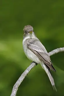 Pewee Prints: Eastern Wood Pewee