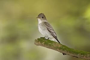 Images Dated 20th June 2008: Eastern Wood Pewee