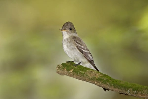 Images Dated 20th June 2008: Eastern Wood Pewee - Connecticut USA - June