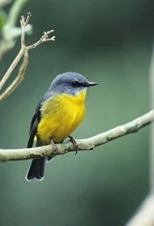 Eastern Yellow Robin - Perched