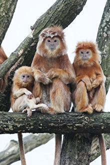 Images Dated 22nd September 2008: Ebony Leaf Monkey / Javan Langur - 2 adults and young animal, distribution - Java, Indonesia