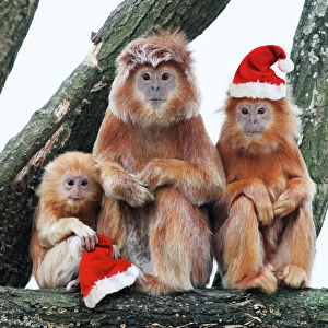 Images Dated 22nd September 2008: Ebony Leaf Monkey / Javan Langur - 2 adults and young with Christmas hats Digital Manipulation