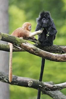 Ebony Leaf Monkey / Javan Langur - adult with young animal, distribution