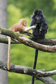 Images Dated 22nd September 2008: Ebony Leaf Monkey / Javan Langur - adult with young animal, distribution - Java, Indonesia