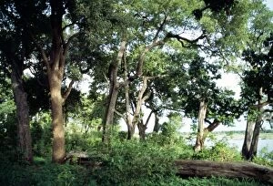 Images Dated 3rd August 2006: Ebony Trees Zimbabwe, Africa