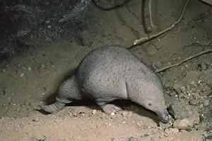 Monotreme Prints: Echidna - young in burrow