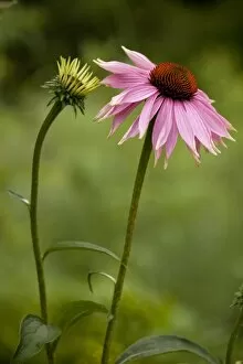 Echinacea in flower; garden variety