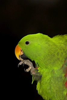 Eclectus parrot - captive male trimming claw Eclectus parrot - captive male trimming claw