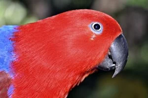 Images Dated 26th July 2012: Eclectus Parrot - female