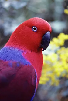 Colours Collection: Eclectus Parrot - Female. Australia