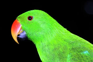 Images Dated 2nd May 2005: Eclectus parrot - male, captive specimen. Unusually among birds