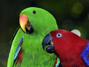 Images Dated 26th July 2012: Eclectus Parrot - male and female disputing over food
