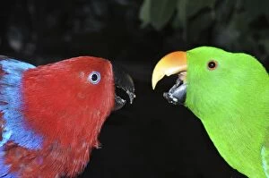 Eclectus Parrot - male and female disputing over food