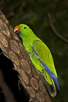 Images Dated 6th June 2005: Eclectus parrot - male trimming beak on bark, captive animal, Cairns, Queensland, Australia