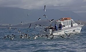 Eco-tourism - watching albatrosses, petrels and
