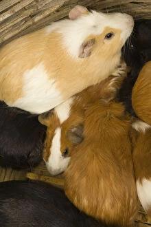 Images Dated 27th March 2009: Ecuador, Saquisili, Guinea pigs (cuy) for