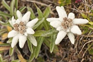 Images Dated 11th August 2013: Edelweiss