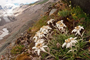Images Dated 11th August 2013: Edelweiss with ancient glacier in the background