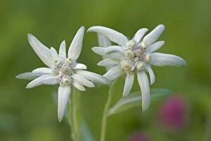Edelweiss closeup
