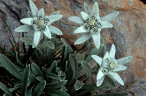 Alpine Collection: Edelweiss - Ecrins - Alps - France