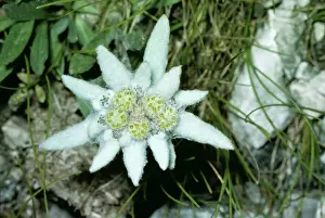 Edelweiss JLM 10576 Leontopodium alpinum &copy; John Mason / ARDEA LONDON