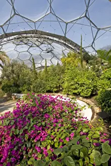 Conservation Prints: Eden Projecct - Inside Mediterranean Biome. Eden Project Bodelva St Austell Cornwall UK