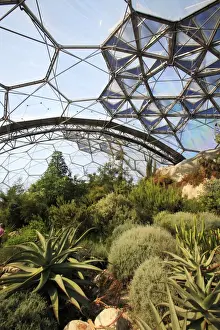 Conservation Prints: Eden Project - inside Mediterranean Biome, Bodelva, St Austell, Cornwall