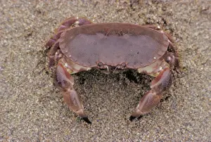 Edible Crab