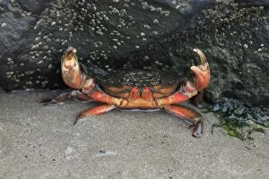Images Dated 24th September 2007: Edible Crab - in the defence position on seashore, Northumberland National Park, England