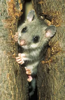Dormice Prints: Edible Doormouse USH 306 Young peering out of nest Glis glis © Duncan Usher / ardea