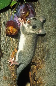 Dormice Prints: Edible Doormouse USH 310 Eating plums Glis glis © Duncan Usher / ardea. com