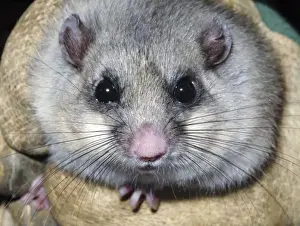 Dormice Prints: Edible Dormouse - fattened up for winter