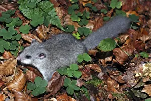 Dormice Prints: Edible dormouse - on the ground