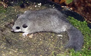 Dormice Prints: Edible dormouse - showing truncated tail, the result of fighting