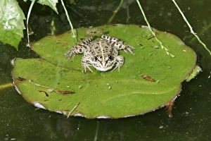 Images Dated 27th January 2006: Edible Frog