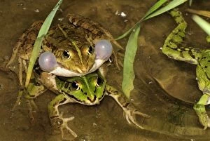 Edible Frog - amplexus - calling (Rana esculenta)