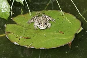 Edible Frog - basking on leaf