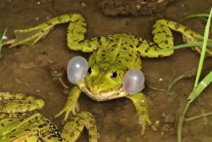 Edible Frog - calling (Rana esculenta)
