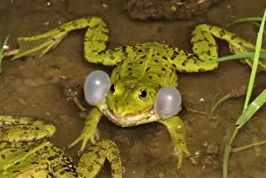 Switzerland Prints: Edible Frog - calling - Switzerland