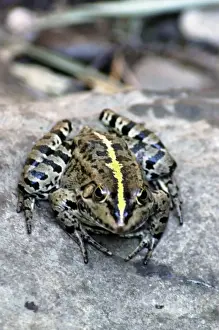 Amphibia Prints: Edible frog, Europe