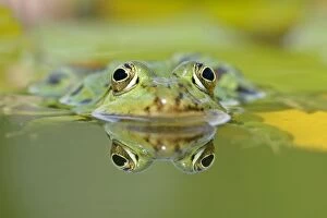 Edible frog - front portrait of frog in water with reflection