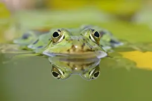 Reflections Prints: Edible frog front portrait of frog in water with reflection Baden-Wuerttemberg, Germany