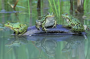 Frogs Collection: Edible Frog - Switzerland
