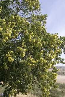 Sativa Prints: Edible fruit on Sweet Chestnut tree - Douro Portugal