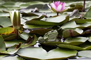 Edible / Green Frog - resting on lily pads. France