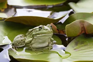 Edible / Green Frog - resting on lily pads. France