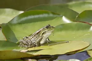 Edible / Green Frog - resting on lily pads. France