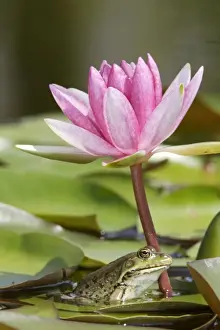 Edible / Green Frog - resting under pond lily flower. France