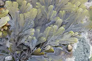 Periwinkle Prints: Edible Periwinkle on Toothed Wrack Seaweed in tide pool - Brough Head - Orkney Mainland IN000901
